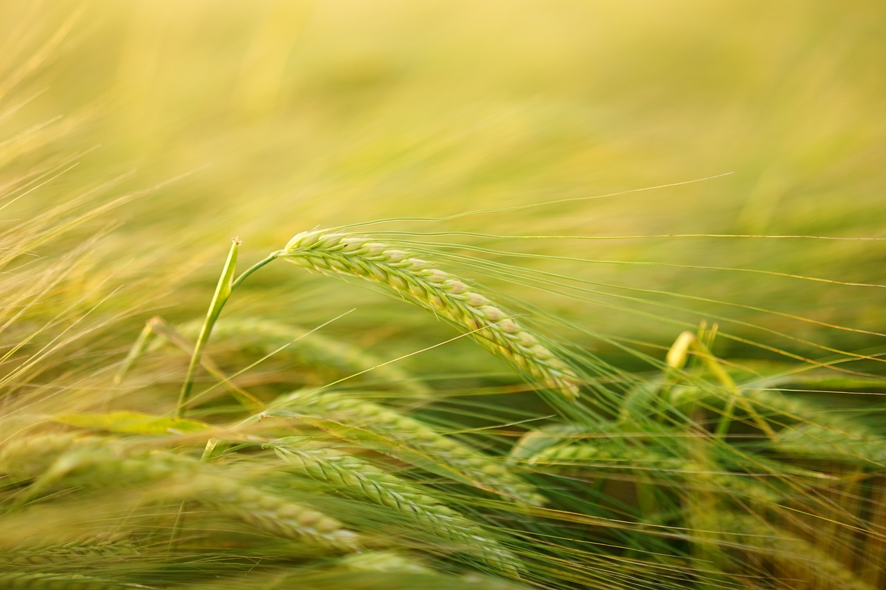 Demeter: Goddess of Agriculture and the Cycle of Life