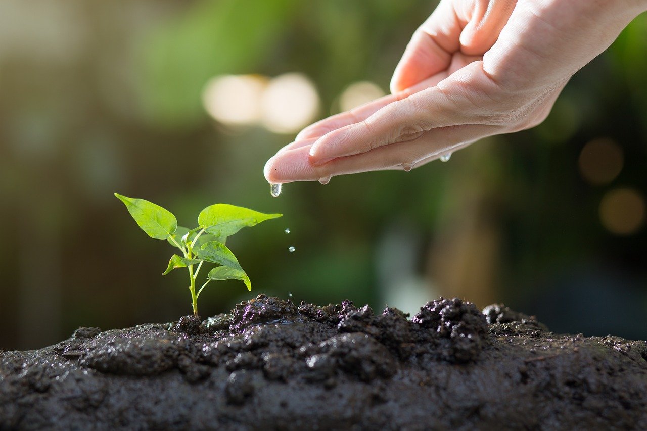 Reflections on Ancient Roman Gardens and Modern Gardening Practices