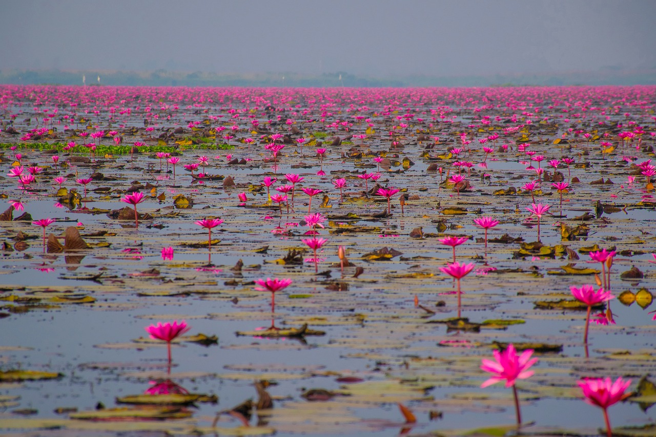 The Legacy of Shen Nong: The Divine Farmer