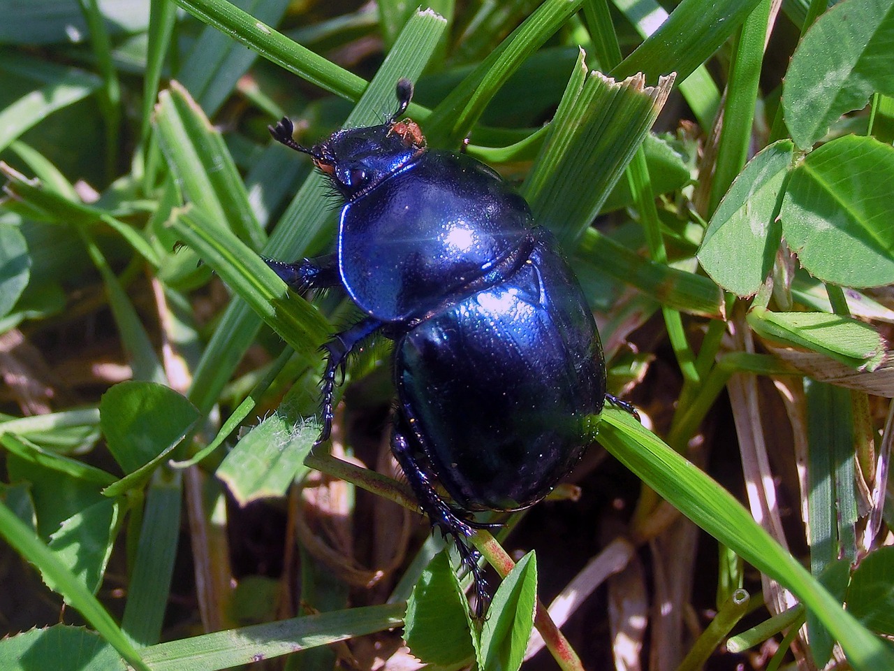 The Cultural Significance of Scarab Beetles in Ancient Egypt