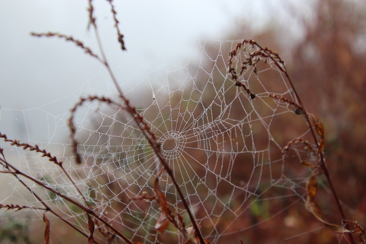 The Myth of Pomona and Vertumnus: A Halloween Tale