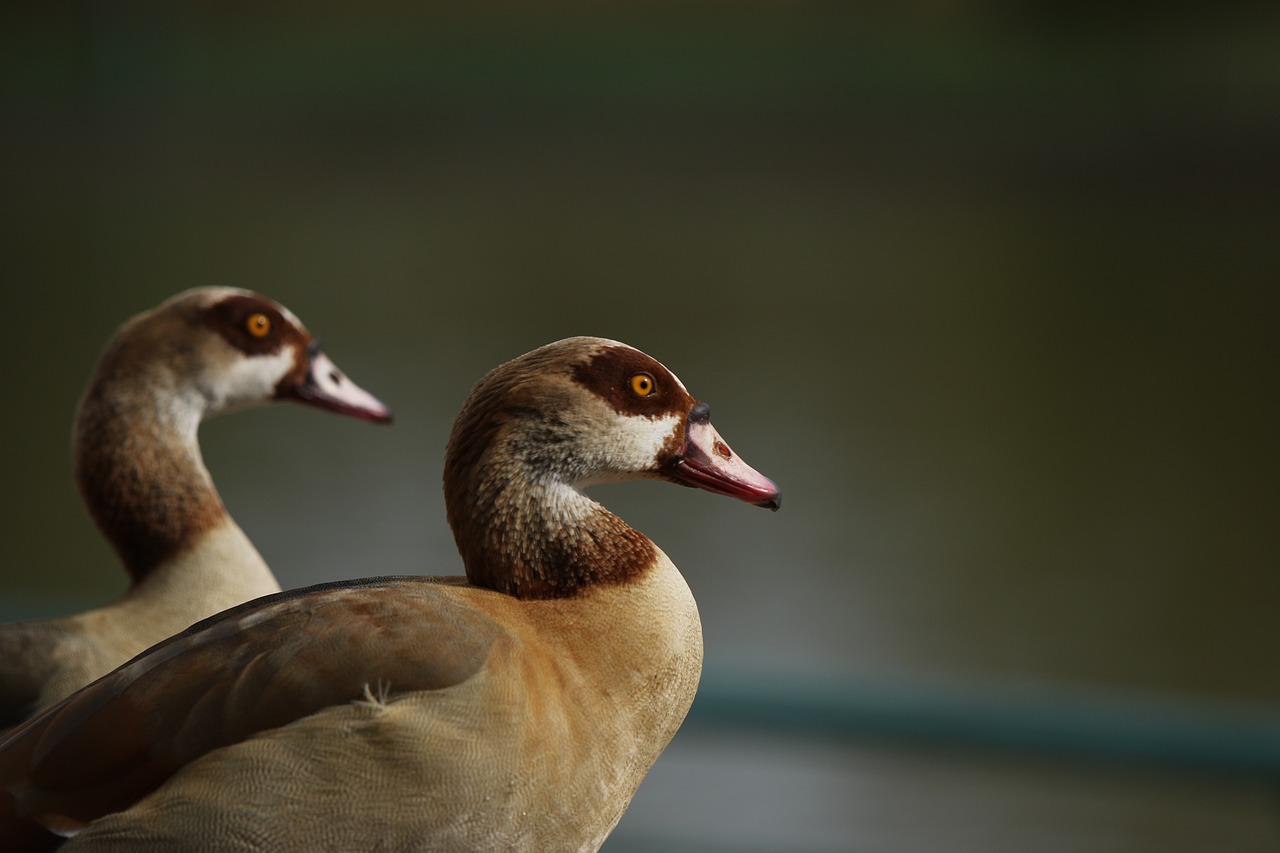 Exploring the Legacy of the Bennu Bird in Egyptian Mythology