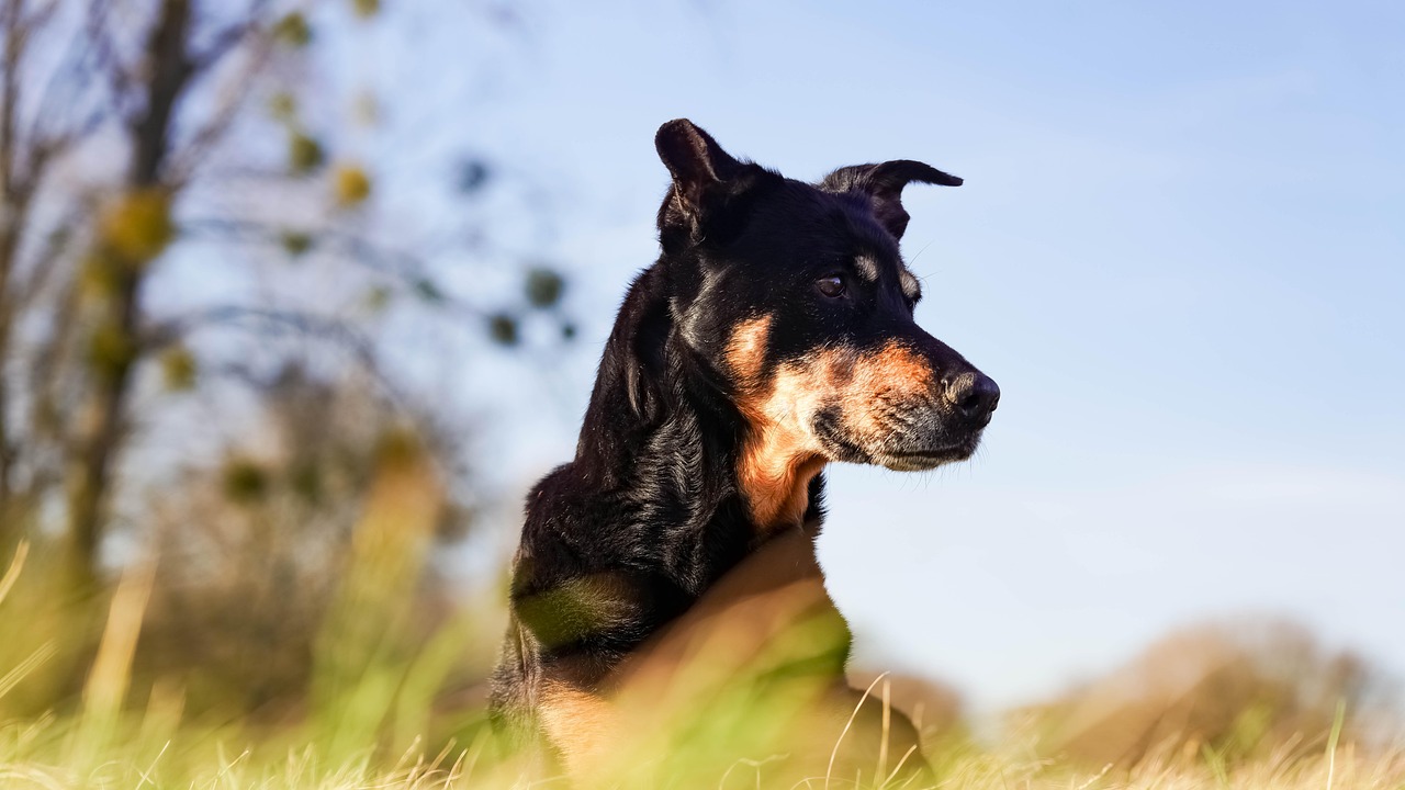 The Enigmatic Kelpies of Scottish Mythology