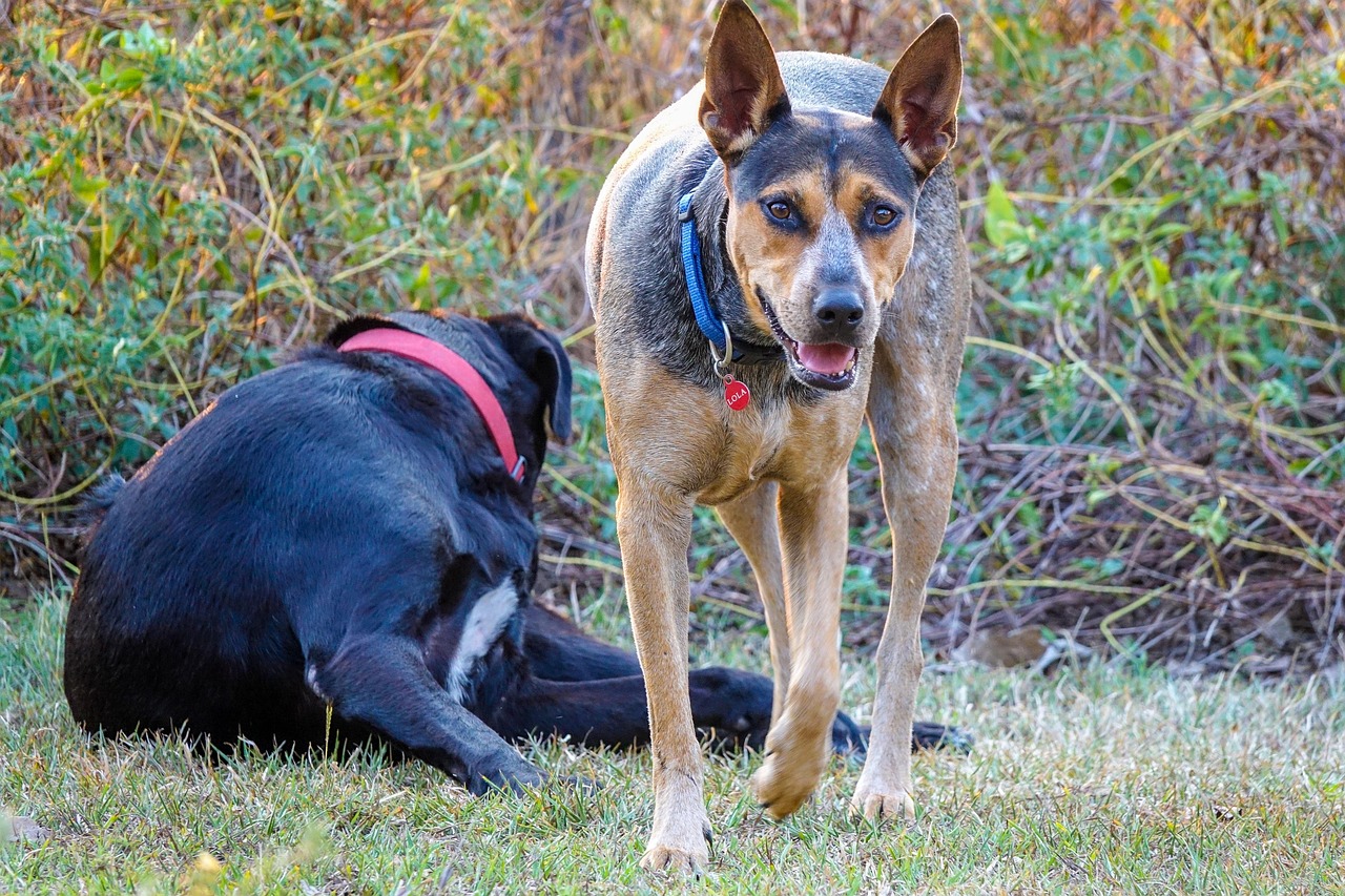 Discovering The Helix Park and The Kelpies